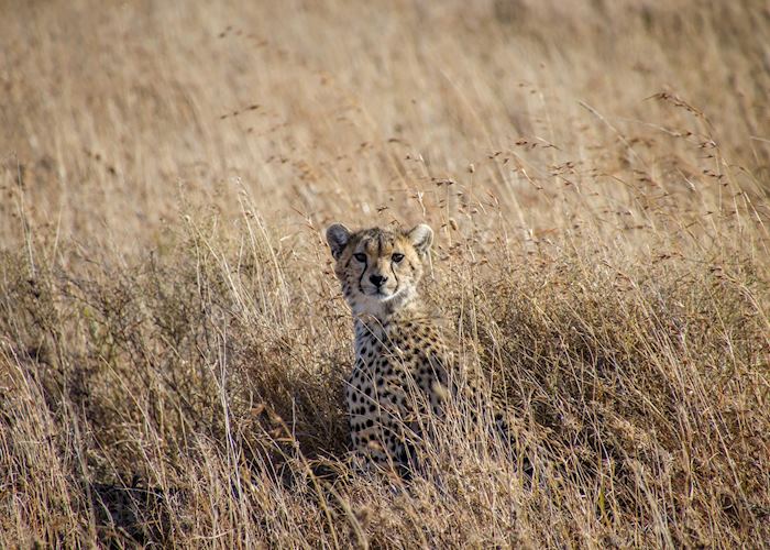 Cheetah cub in the long grass