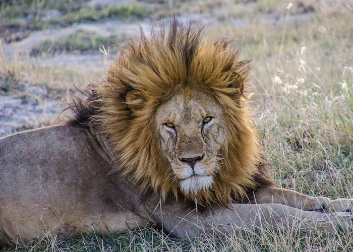 There is no escaping the majesty of a male lion