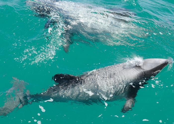 A pair of Hector's dolphins