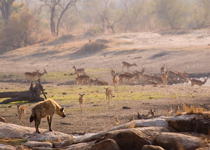 The Kruger National Park