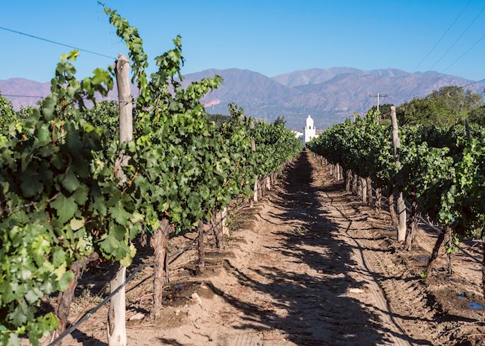 The vines at Patios de Cafayate