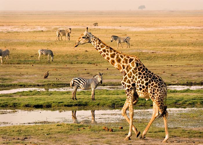 The Chobe River attracts a variety of game