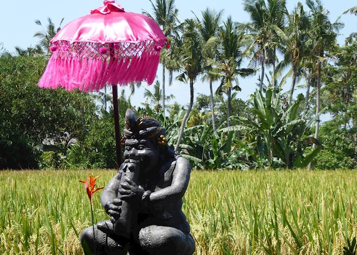 Rice fields outside of Ubud