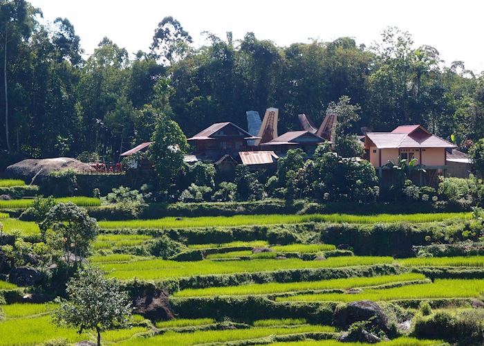 Torajan village among the rice fields