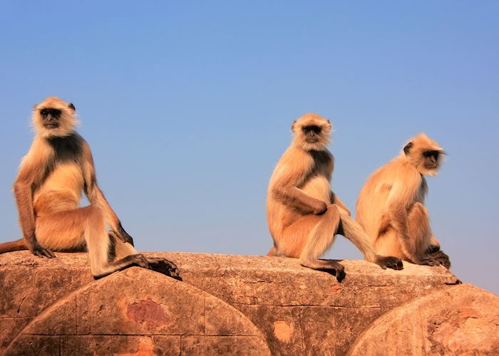 Gray langurs (Semnopithecus dussumieri) sitting at Ranthambhore Fort, Rajasthan, India