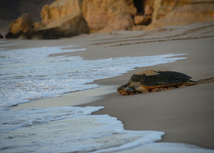 Ras Al Jinz Turtle Reserve