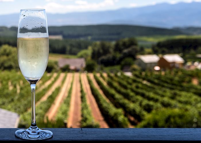 Cava vineyards, Penedès