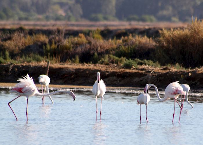 Greater flamingo, Algarve 