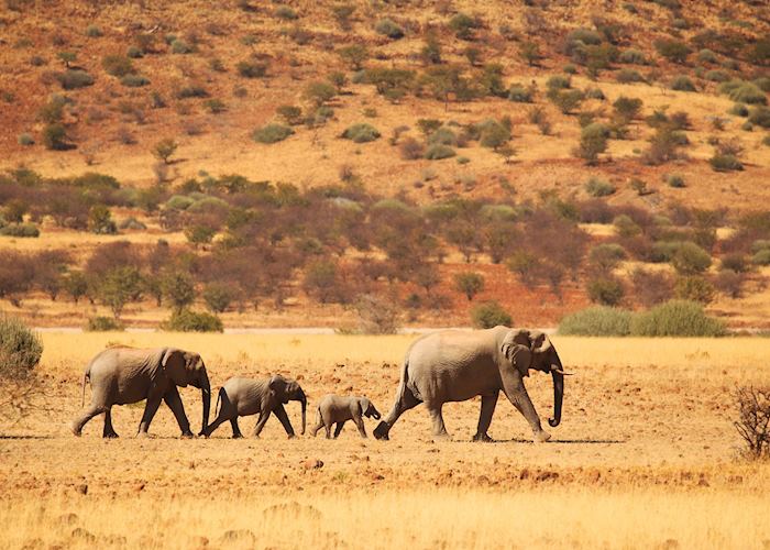 Elephant, Etosha National Park