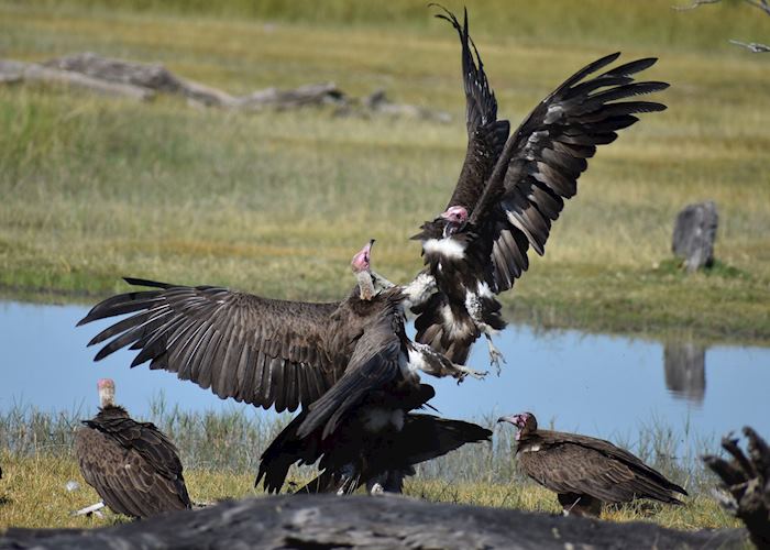 Vultures battling for scraps in the Moremi Game Reserve