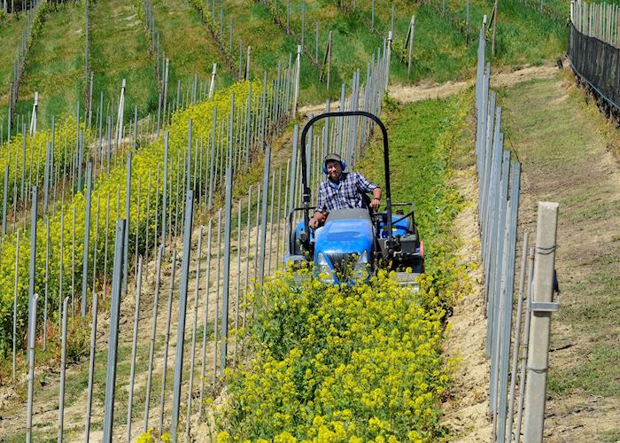Farmer, Piedmont
