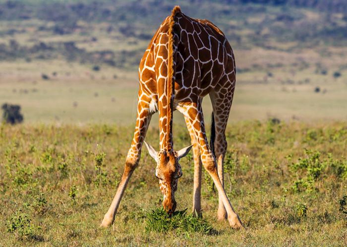 Reticulated giraffe