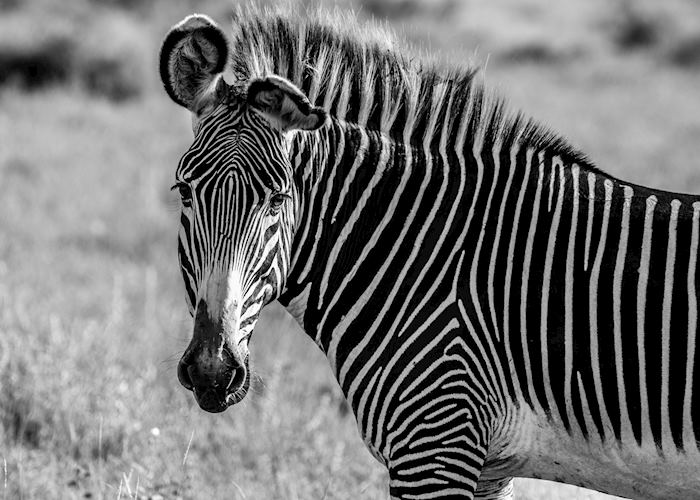 Male Grévy's zebra