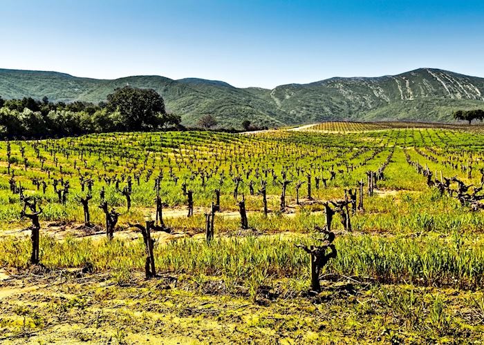 Vineyard near Arrábida Natural Park, Portugal