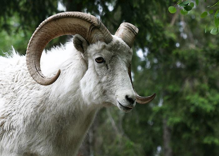 Dall sheep, near Anchorage Alaska