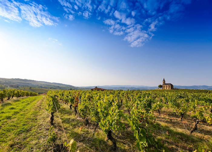 Vineyards of Saint Laurent d'Oingt, France