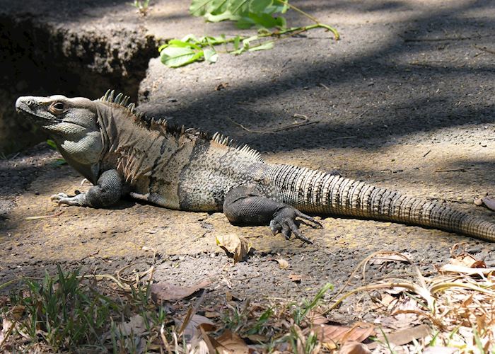 Iguana, Puerto Viejo de Sarapiqui