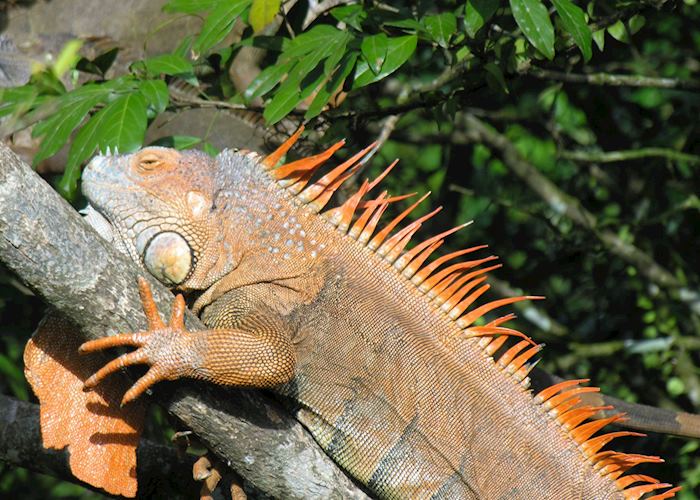 Iguana, Costa Rica