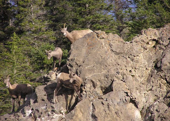 Sheep in Jasper