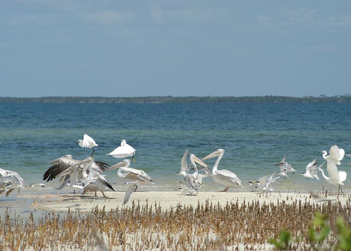Pelicans and egrets on the Watamu coast