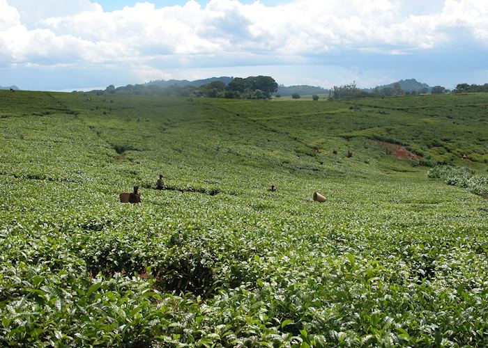 Lujeri Tea Estate | Hotels in Thyolo Region | Audley Travel