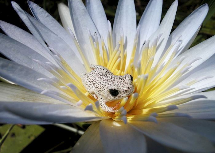 Painted reed frog on a waterlily