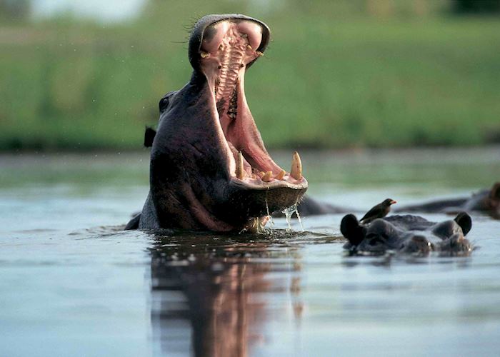 Hippo yawn