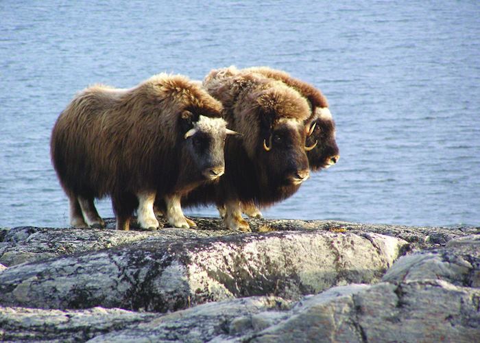 Musk Oxen