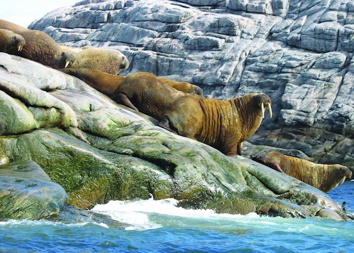 Walrus