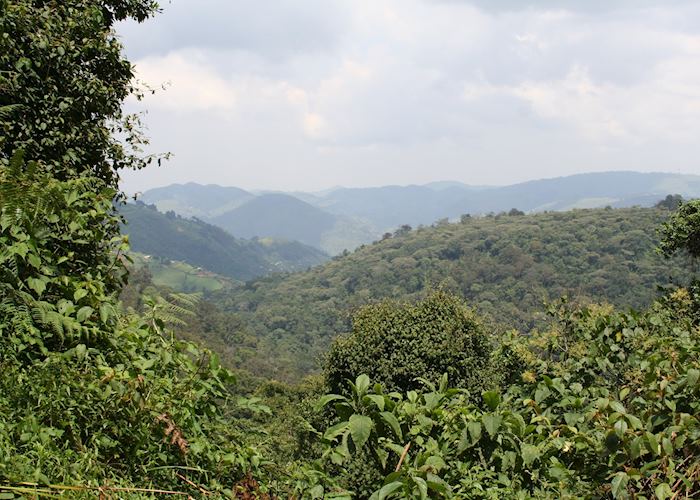 Bwindi Impenetrable Forest National Park