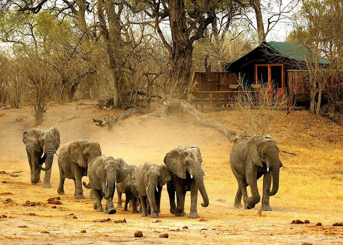 Savuti Camp, Linyanti Wetlands