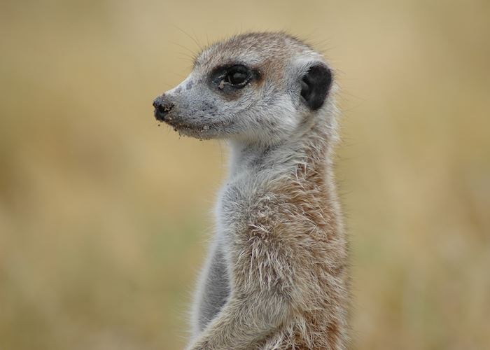 Meerkats in the Makgadikgadi Pans