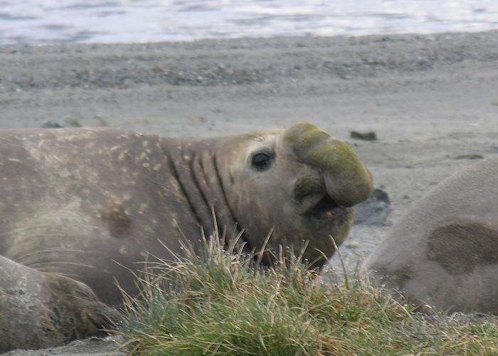 Elephant Seal