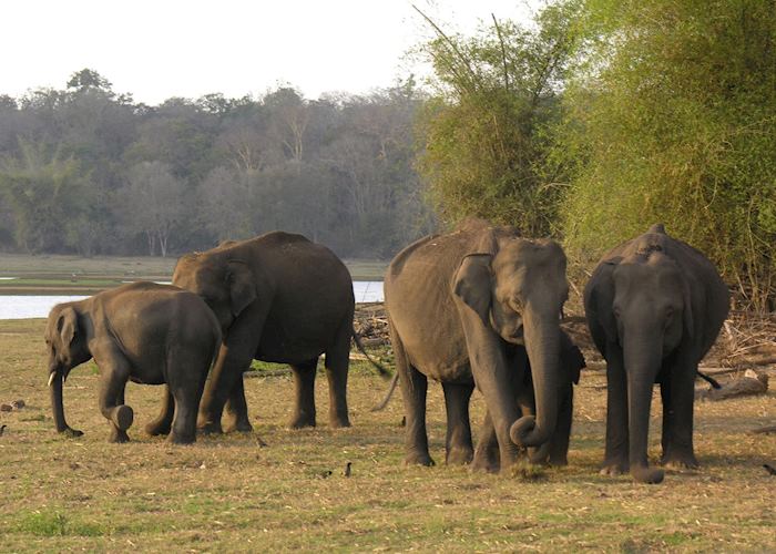 Elephants at Nagarhole