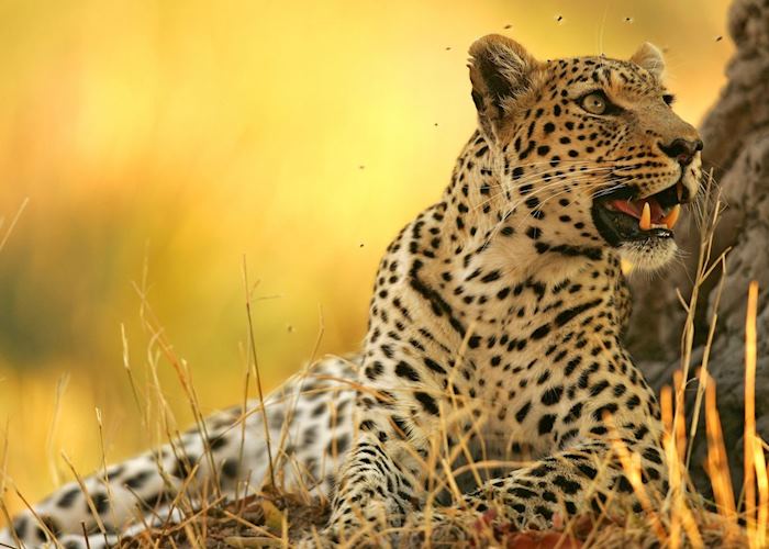 Leopard at rest