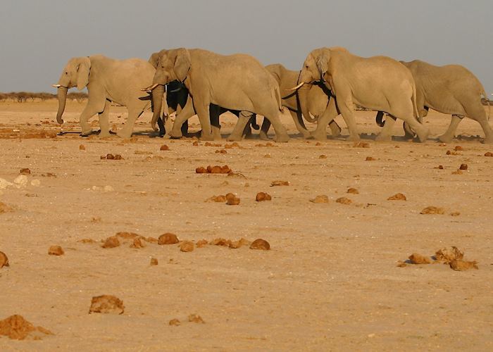 Elephant on the move