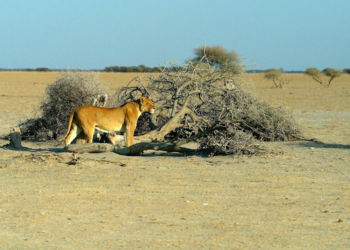 Lioness in the Kalahari
