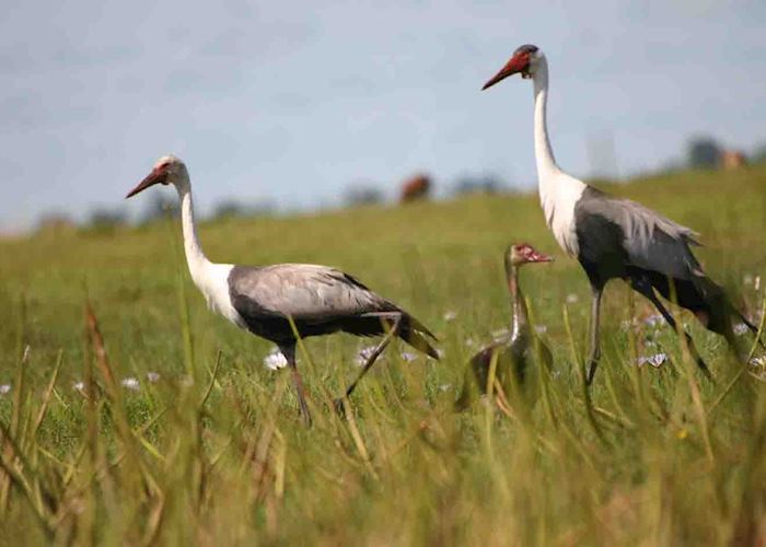 Wattled Cranes, Bangweulu Wetlands