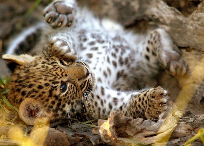 Leopard cub