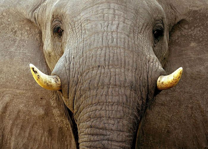 Moremi Wildlife Reserve, Botswana