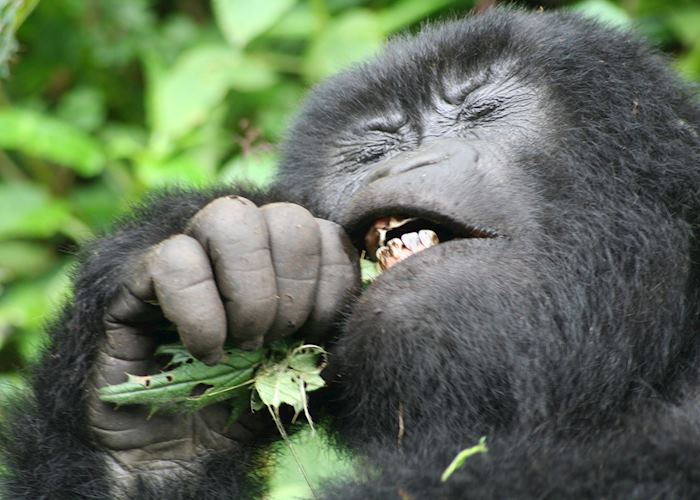 Gorilla eating a nettle