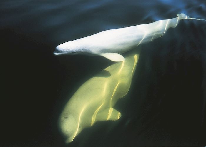 Beluga whales, Hudson Bay