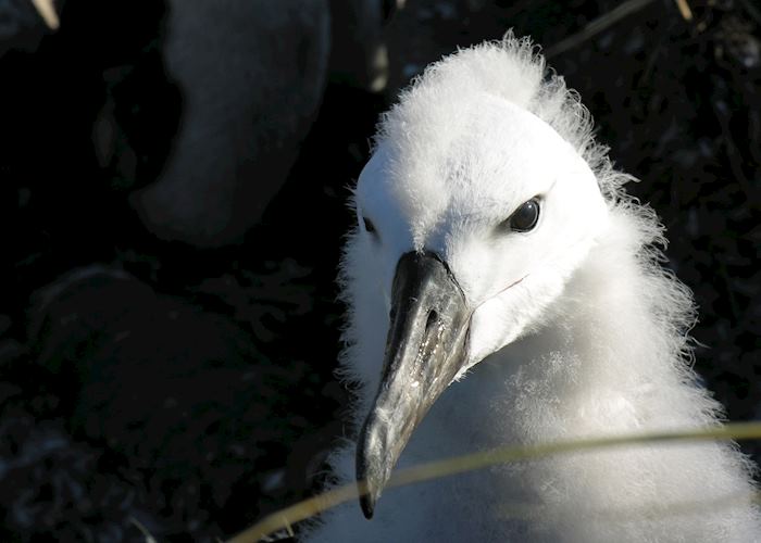 Baby black browed albatross, Pebble Island, The Falkland Islands