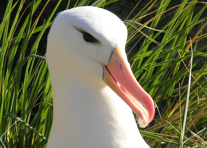 Black-browed albatross, West Point Island