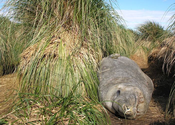 Elephant Seal, Carcass Island, The Falkland Islands