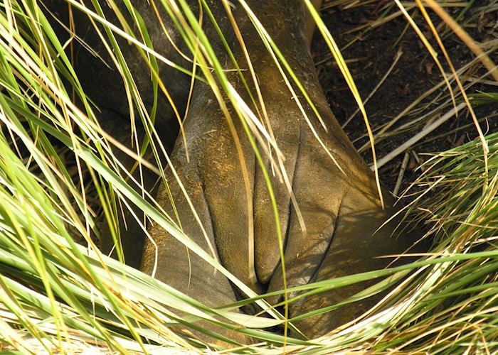 Elephant Seal tail, Carcass Island