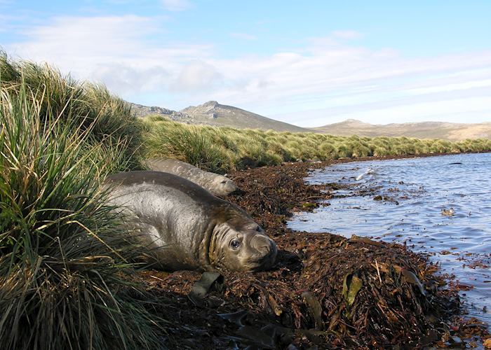 Elephant Seals, Carcass Island, The Falkland Islands