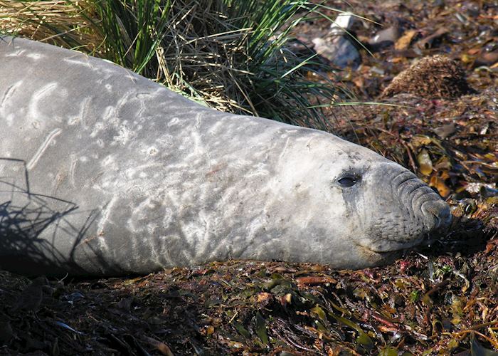 Elephant Seal, Carcass Island, The Falkland Islands