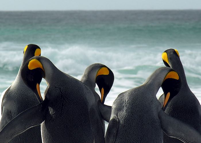 King Penguins at Volunteer Point