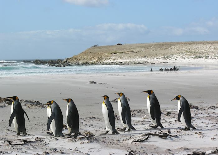 King Penguins at Volunteer Point